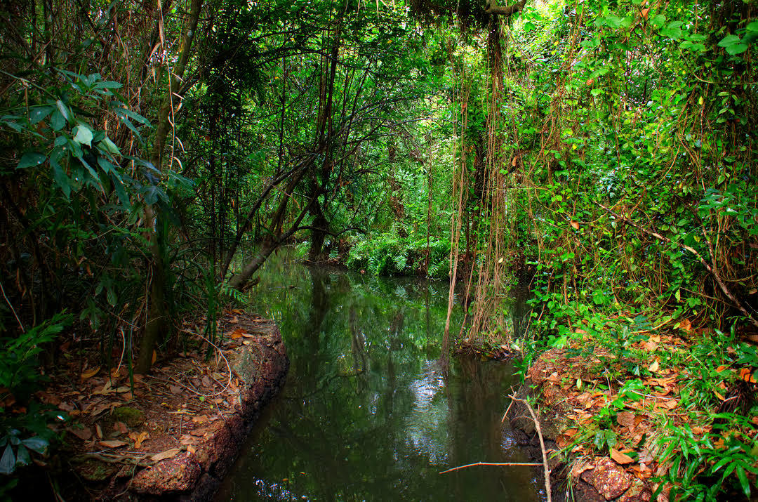 Santuario Kumarakom Bird